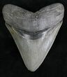 Glossy, Serrated Megalodon Tooth - Georgia #28278-1